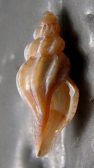 Mangelia attenuata